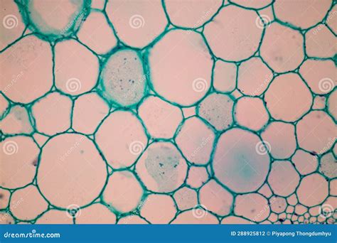 Plant Tissues Under The Microscope In The Laboratory. Stock Photography | CartoonDealer.com ...