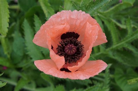 Premium Photo | Poppy flower head