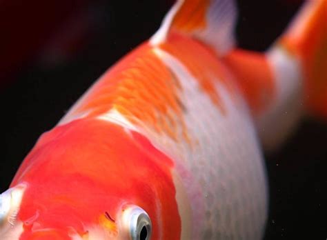 Koi: Understanding Their Color Patterns | Koi Fish Information