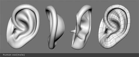 Ear 03- 3D model | CGTrader