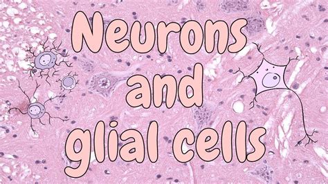 Neurons and glial cells (spinal cord) - nervous tissue histology - YouTube