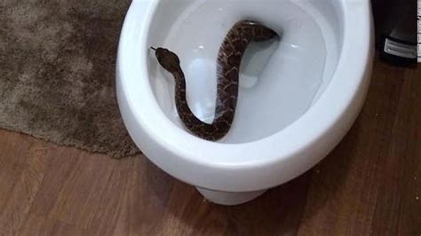 Surprise! Rattlesnake in a toilet - CNN