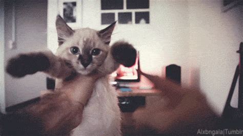 bad kitty gifs | WiffleGif