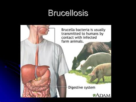 PPT - Beef Cattle Diseases PowerPoint Presentation, free download - ID ...