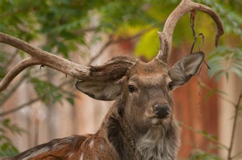 Zoo Boise - Boise, Idaho - small municipal zoo with around 200 animals ...