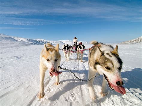 Dog Sled, Norway