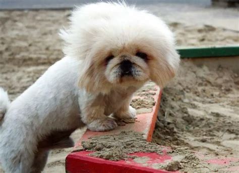 12 Common Pekingese Health Issues