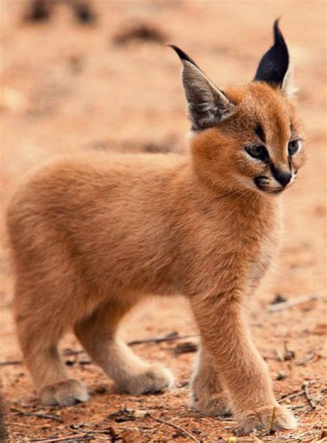 A baby African Lynx | Cute baby animals, Cute animals, Baby animals