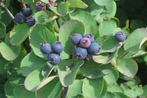 Enjoy the fruit from the serviceberry tree - CSMonitor.com