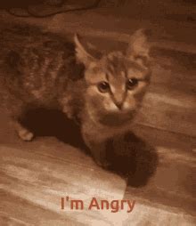 Angry Cat GIF - Angry Cat - Discover & Share GIFs