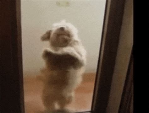 Dog Dancing GIF - Find & Share on GIPHY