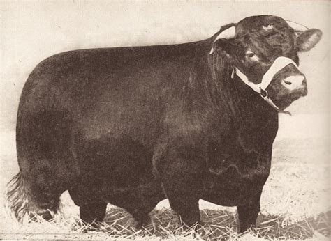 "Shorthorns"--What's in a Name? — Heritage Shorthorn Society