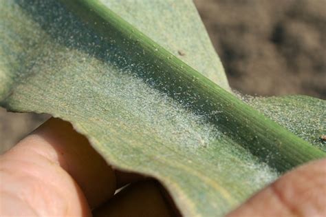 Two Spotted Spider Mite On Corn Tetranychus Urticae Bugguide Net | My ...