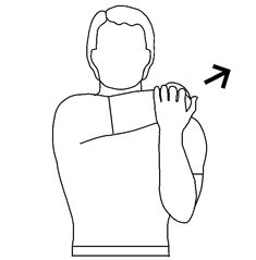 Rhomboid major muscle details - origin, insertion, exercise