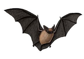 Bat (Western Pipistrelle) or Canyon Bat