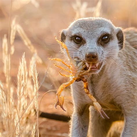 Meerkats Eating Scorpions