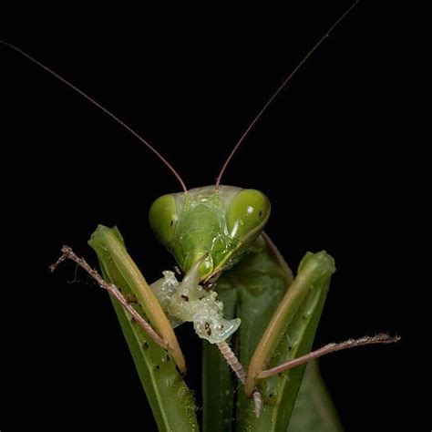 Praying Mantis Eating Mate