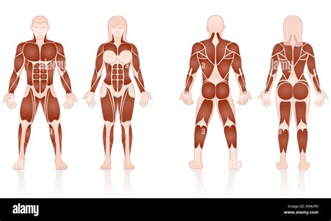 Male and female muscles - large muscle groups of men and women in comparison - front and back ...