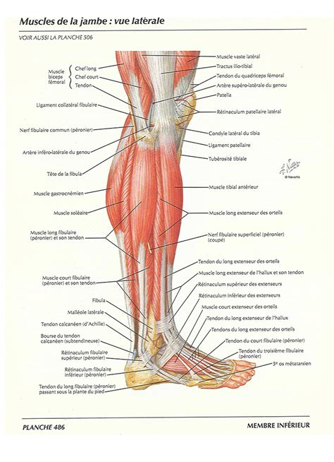 Muscles de la jambe - Site de courir et comprendre