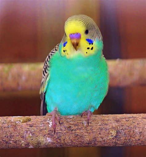 Parakeet | Pet birds, Budgies, Budgies bird