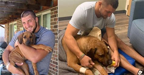 Tim Tebow goes through 'one of the toughest goodbyes' as he bids his dog Bronco farewell | Tim ...