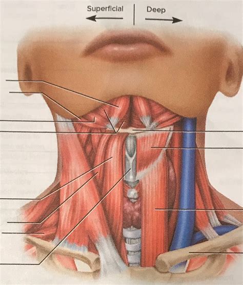 muscles that move the hyoid bone Diagram | Quizlet