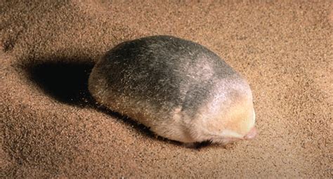 Elusive De Winton's Golden Mole Rediscovered in South Africa After 90 Years - The Animal Rescue ...