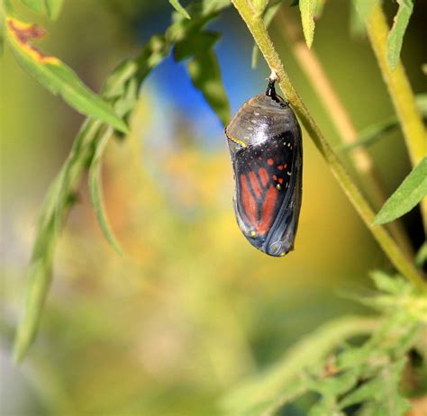 Monarch Baby Photograph by Tammy Grubbs