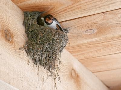 Barn Swallow Nesting (All You Need To Know) | Birdfact