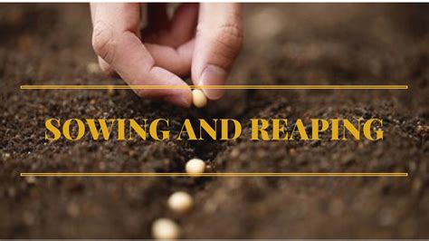 Sowing and Reaping – Caz Church
