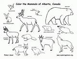 Prairie Animals Coloring Pages  Home sketch template