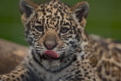 Jaguar Cub - Wildlife Shots