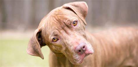 Can Dogs Die From Vestibular Disease