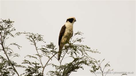 Laughing Falcon - John Caddick | John Caddick