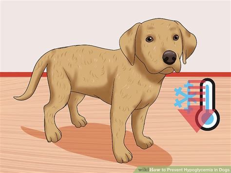 How to Prevent Hypoglycemia in Dogs: 10 Steps (with Pictures)