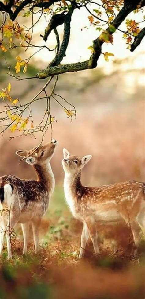 1366x768px, 720P free download | Wild life, deer, real, tree, HD phone wallpaper | Peakpx