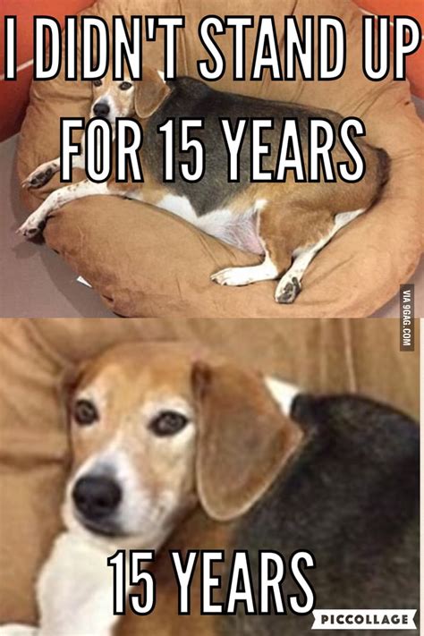 Fat beagle - 9GAG