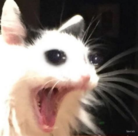 Screaming Cat Meme Template