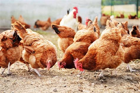 9 Poultry Farming Tips and Basics for Beginners - TV Acres