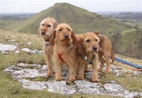 basset fauve de bretagne photo | De Chasse - ARTEMIS la fête departemantale des hautes alpes (05 ...