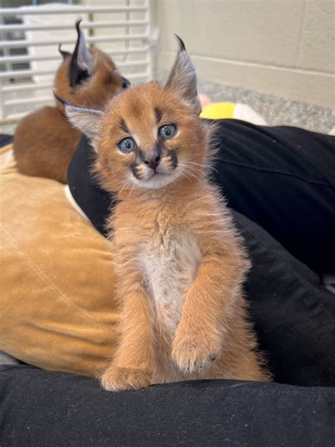 Caracal Kittens Are Growing Up Fast! - ZooBorns