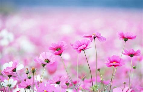 Flower Desktop Wallpapers - Top Free Flower Desktop Backgrounds - WallpaperAccess