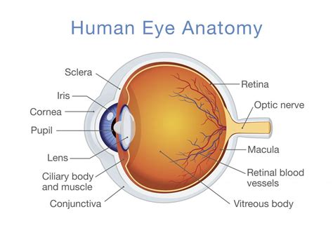 Normal Growth and Development of Human Eyes - Eye Health Nepal