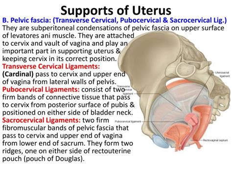 PPT - Female Internal Genital Organs PowerPoint Presentation - ID:6907343