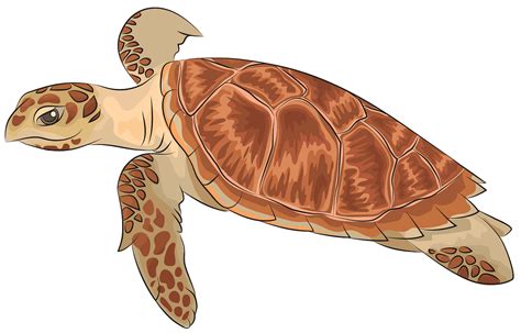 Hawksbill Sea Turtle Drawing - Hawksbill Turtle Colored Pencils Drawing ...