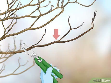 How to Prune a Dogwood: An Expert Trimming Guide