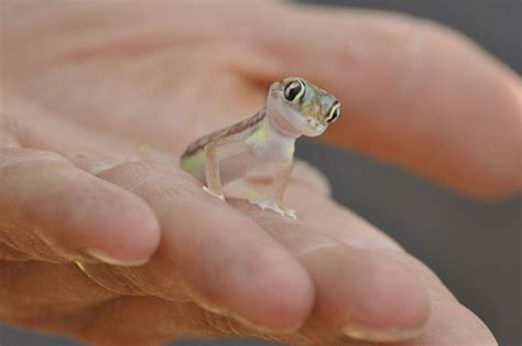 Cutest lizard I've ever seen | Cute lizard, Cute reptiles, Baby lizards