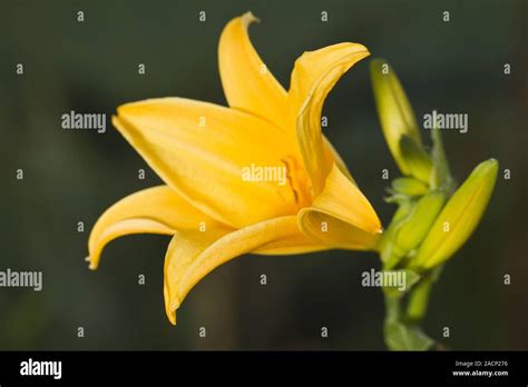 yellow daylily flower Stock Photo - Alamy