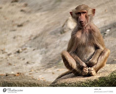 Monkey looks into the distance - a Royalty Free Stock Photo from Photocase