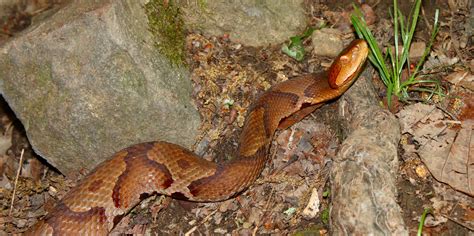 Ohio's 3 Venomous Snakes and How to Avoid Them